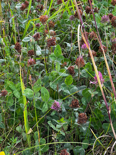 Red Clover