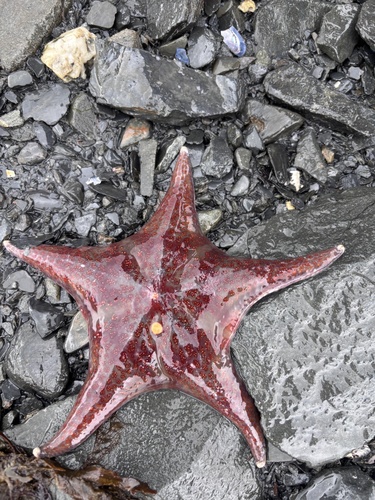 Leather Star