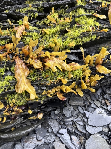 Rockweed