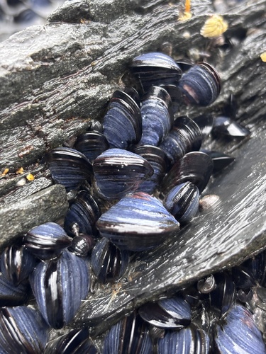 Northern Bay Mussel