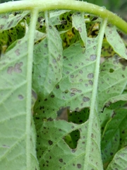 Alternaria solani