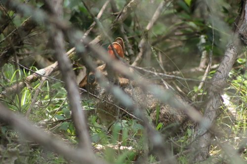 Swamp Rabbit observed by sethfaught