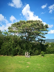 Croton magdalenensis