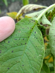 Alternaria solani