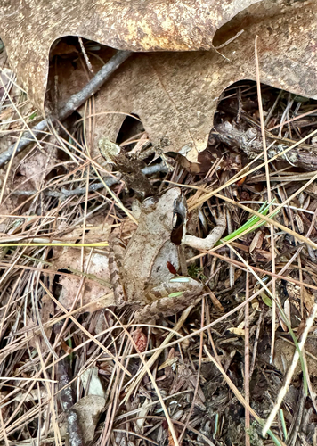 Wood Frog observed by madeleine787
