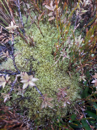 Holomitrium perichaetiale observed 2026-07-12