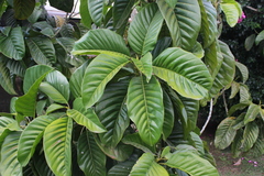 Magnolia hernandezii