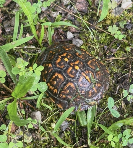 Common Box Turtle observed by lmcameron