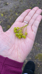 Acer platanoides