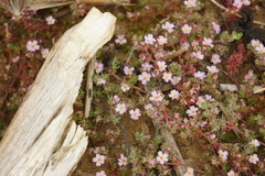Frankenia laevis, photograph (c) Alex Press, some rights reserved (CC BY)