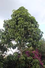 Magnolia hernandezii