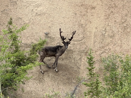 Caribou observed by beachknot