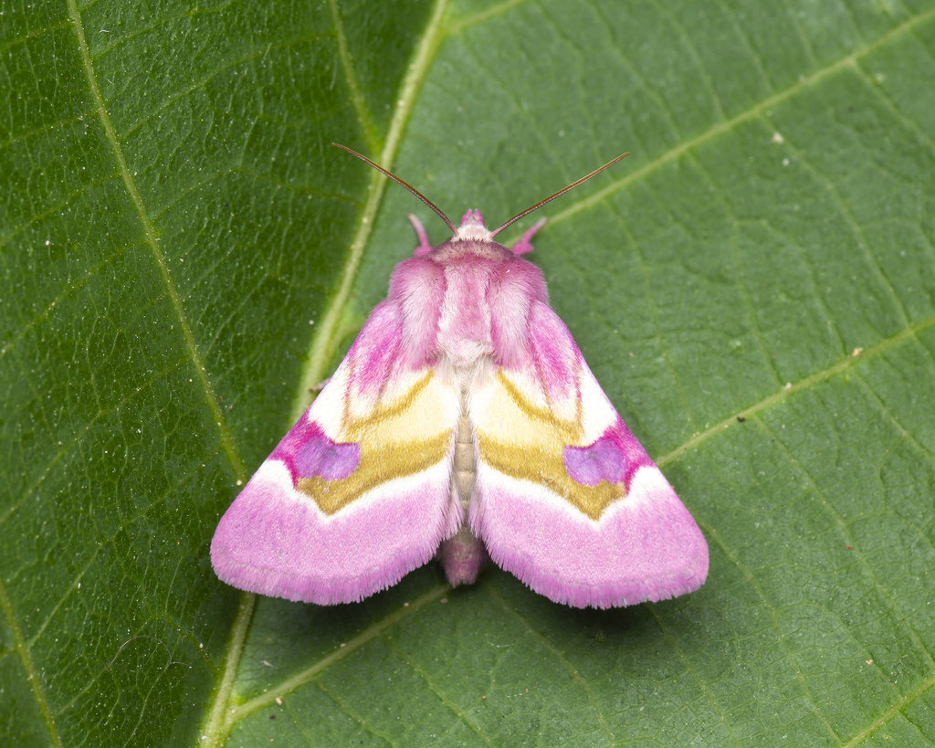 Philareta treitschkei