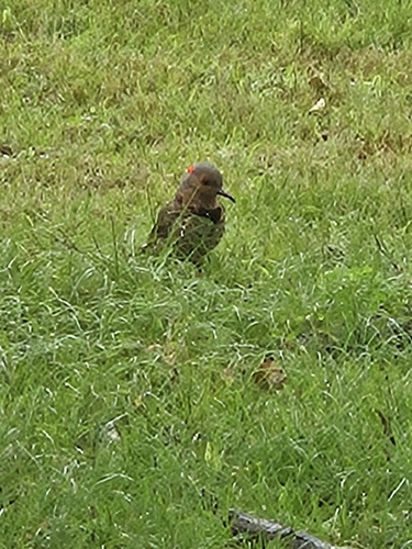 Northern Flicker observed by mikedrew
