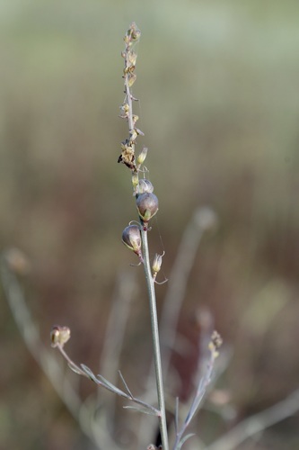 Linaria popovii, photograph 3