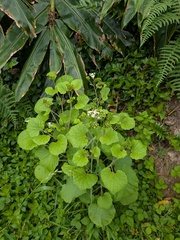 Pericallis malvifolia, photograph (c) Michael, Antoni and Nihat Hinczewski, some rights reserved (CC BY)