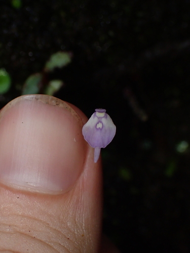 Utricularia pubescens, photograph 6