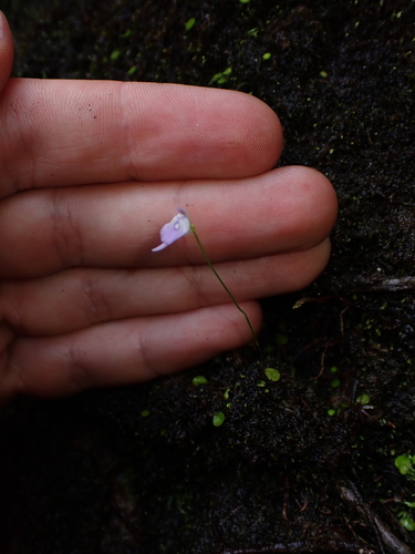 Utricularia pubescens, photograph 5