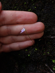 Utricularia pubescens, photograph (c) Nolan Exe, some rights reserved (CC BY)
