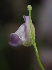 Utricularia pubescens, photograph (c) Nolan Exe, some rights reserved (CC BY)