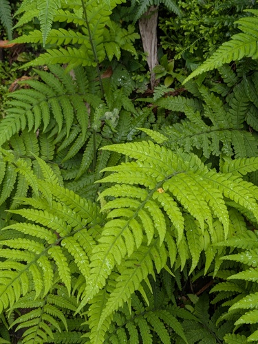 Deparia petersenii, photograph 2