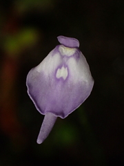 Utricularia pubescens, photograph (c) Nolan Exe, some rights reserved (CC BY)