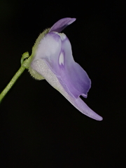 Utricularia pubescens, photograph (c) Nolan Exe, some rights reserved (CC BY)