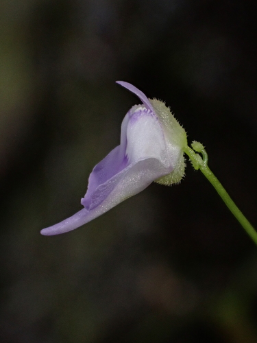 Utricularia pubescens, photograph 3