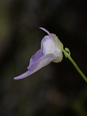 Utricularia pubescens, photograph (c) Nolan Exe, some rights reserved (CC BY)