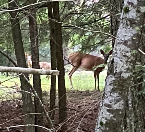 White-tailed Deer observed by greenthumbs62