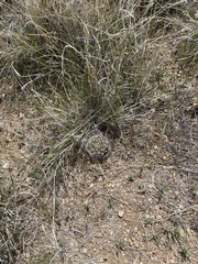 Mammillaria wrightii wrightii