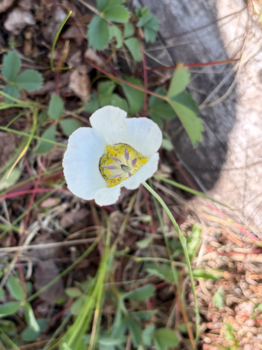Calochortus gunnisonii, photograph 3