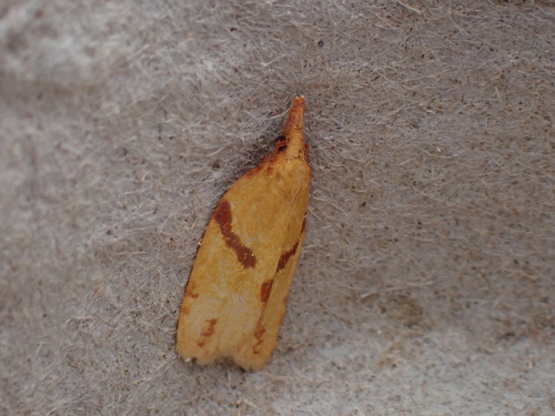 One-lined Sparganothis Moth photo 2