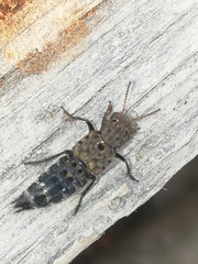 Ontholestes murinus