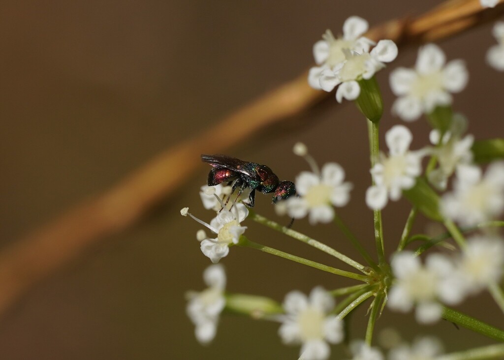 Hedychridium krajniki