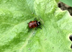Cryptocephalus tricolor
