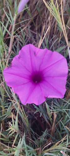 Water Morning Glory