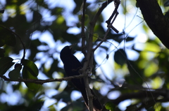 Amblycercus holosericeus