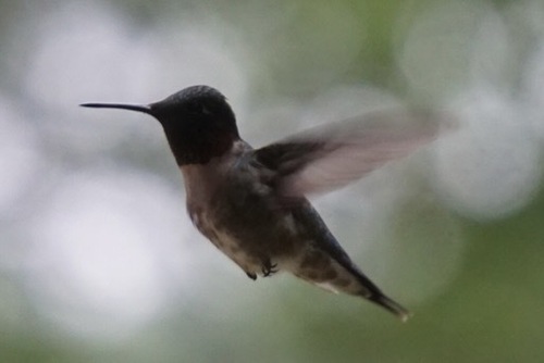 colibri à gorge rubis observed by liliameikerg