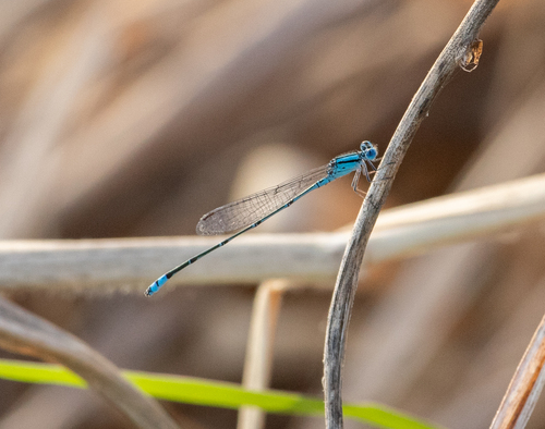 Australian Blue Riverdamsel