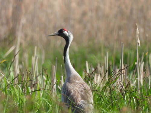 Common Crane