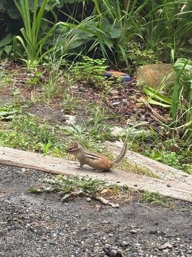 Eastern Chipmunk observed by evieboronski