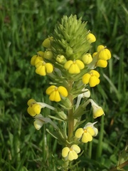 Triphysaria versicolor