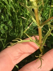 Triphysaria versicolor