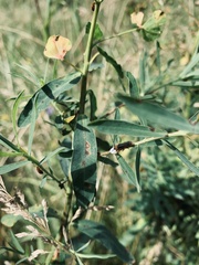 Oberea erythrocephala