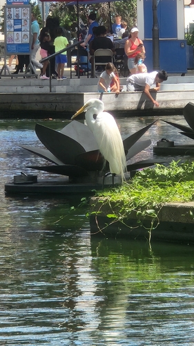 Great Egret observed by charticulata
