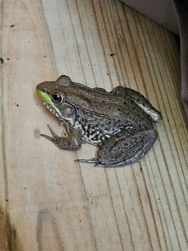 Green Frog observed by hawklover03