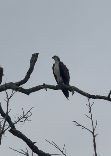 Osprey observed by chase_callahan