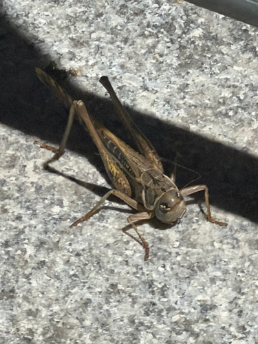 White-faced Bush-cricket