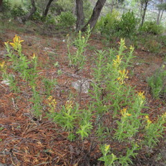 Castilleja tenuiflora, photograph (c) Ricardo Jaimes-López, some rights reserved (CC BY)